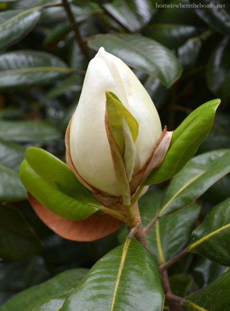 Southern Magnolia | homeiswheretheboatis.net Southern Magnolia Tree, Magnolia Grandiflora, Southern Magnolia, Fragrant Garden, Macro Flower, Magnolia Blossom, White Magnolia, Magnolia Trees, Ornamental Trees