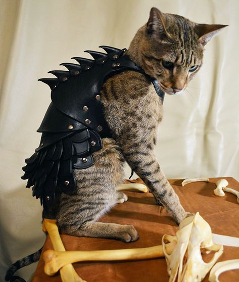 This Leather Cat Battle Armor Will Help Felines Enslave Humanity Cat Armor, Battle Armor, Leather Armor, Body Armor, Pet Costumes, Buy A Cat, Crazy Cats, Pet Owners, A Cat