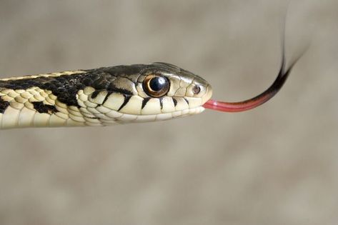 New research finds eastern garter snakes prefer to spend their time with their friends, just like humans do. Grass Carp, Garter Snake, Types Of Snake, Corn Snake, Snake Venom, Lovely Creatures, Reptiles Pet, Beneficial Insects, Animal Facts