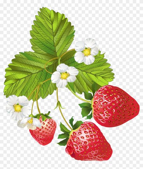 Strawberry On Vine, Strawberry Png, Colored Pencil Drawing Techniques, Vine Drawing, Pencil Drawings Of Flowers, Strawberry Art, Strawberry Leaves, Strawberry Flower, Strawberry Garden