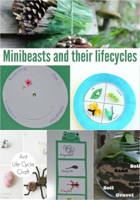 Fun activity ideas for learning about mini beasts and their lifecycles. Mini Beasts Activities, Mini Beasts Eyfs, Minibeasts Eyfs Activities, Eyfs Minibeasts, Minibeasts Activities, Early Years Science, Bug Houses, Ant Life Cycle, Life Cycle Activities