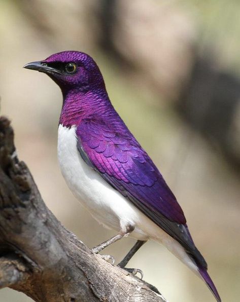 Bird Paintings, Purple Bird, Most Beautiful Birds, Rare Birds, Nature Birds, Bird Pictures, Exotic Birds, Bird Drawings, Pretty Birds