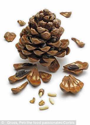 Pine nuts Sleep Pods, Survival Projects, Pine Cone Tree, Nut Trees, Survival Fire, Survival Project, Succulent Tree, Edible Seeds, Pine Nut