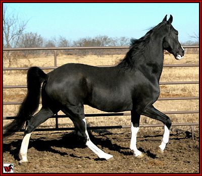 Tennessee Walker Horse, Gaited Horses, Tennessee Walker, Different Horse Breeds, Tennessee Walking Horse, Horse Black, Walking Horse, Morgan Horse, Black Horses