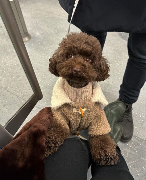 Dark Brown Toy Poodle, Brown Poodle Puppy, Toy Poodle Haircut Styles, Chocolate Toy Poodle, Brown Toy Poodle, Cute Dog Outfits, Brown Poodle, Poddle, Mini Schnauzer Puppies