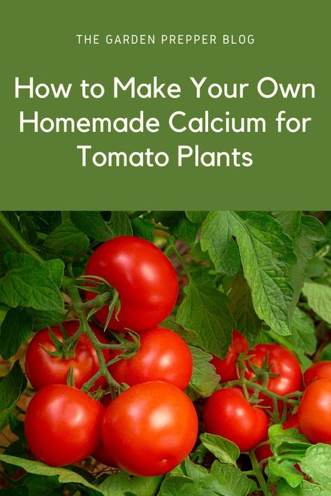 Starting Vegetable Seeds, Tomato Plant Food, Planting Tomatoes, Growing Vegetables At Home, Tomato Fertilizer, Companion Planting Vegetables, Outdoor Herb Garden, Good Sources Of Calcium, How To Make Compost