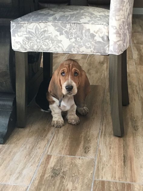 Miniature Basset Hound, Tame Animals, Basset Puppies, Bloodhound Dogs, Hound Dogs, Basset Hound Puppy, Hound Puppies, Basset Hound Dog, Bassett Hound