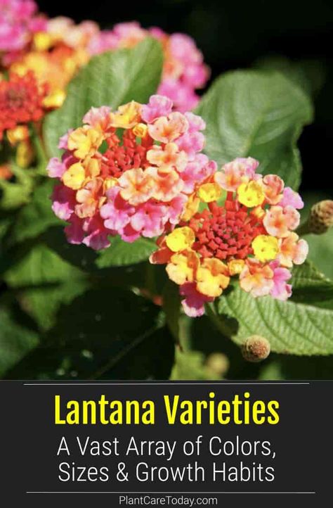 There is a great deal of hybridization among Lantana plants and why there are so many different varieties. Lantana is not technically verbena, they look very much like verbena. Lantana Landscaping Front Yards, Lantana Colors, Lantana Flowers In Pots, Purple Lantana, Lantana Plant, Purple Salvia, Lantana Camara, Diy Garden Fountains, Mary Mary