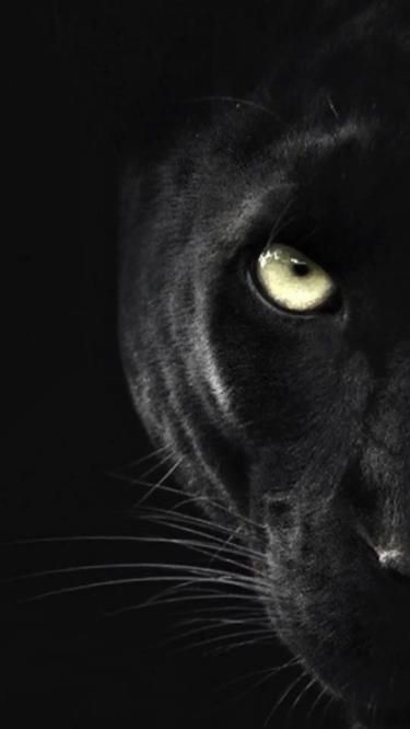 Black Jaguar Animal, Jaguar Wallpaper, Black Panther Cat, Panther Pictures, Black Panther Tattoo, Panther Cat, Tier Tattoo, Jaguar Animal, Regnul Animal