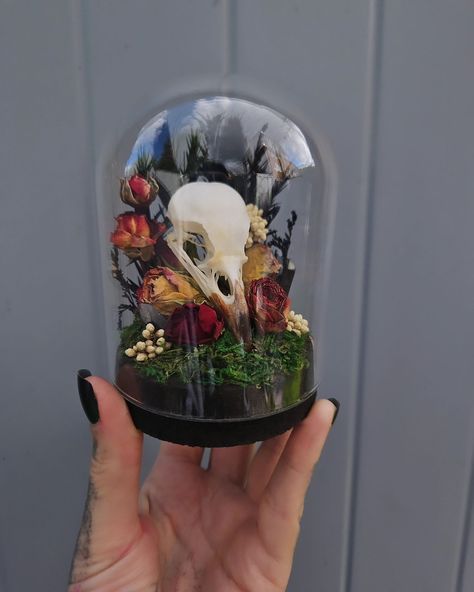 I'm back with a dark beauty 🖤 I've been sticking to this theme recently as so many people seem to like the darker style domes. Blackbird skull curio dome, with hand dried roses and chunks of obsidian. Dome is available now on my website and etsy 🖤 #skulls#domes#gothic#vultureculture#vulture#darkaesthetic#darkacademiaaesthetic#halloween#gothichomedecor#redroses#skull#taxidermy#curio#odities#odditydecor#curiocabinet#cabinetofcuriosities#curiosityapproach#darkaesthetics#gothic#goth#ethicall... Oddity Terrarium, Cloche Dome Ideas, Skull Taxidermy Art, High Cloche Dome Ideas, Skull Display, Skull Terrarium, Spooky Terrarium, Goth Gifts, Animal Skull Decor