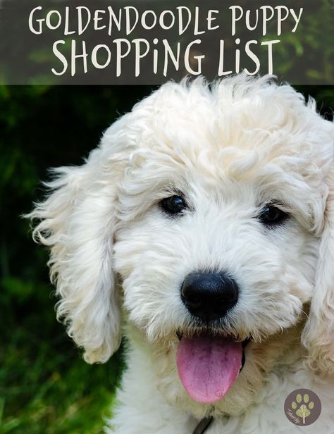 Dog Training At Home, English Goldendoodle, F1b Goldendoodle, Teddy Grahams, Mini Goldendoodle Puppies, Puppy Time, Training At Home, Mini Puppies, Golden Doodles