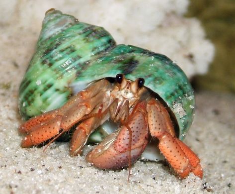 are you f'n kidding me?!?! I would totally try to kiss this thing...I shall call you Raul... Crab Shells, Underwater Life, Hermit Crab, Crustaceans, Marine Animals, Ocean Creatures, Ocean Animals, Sea World, Underwater World