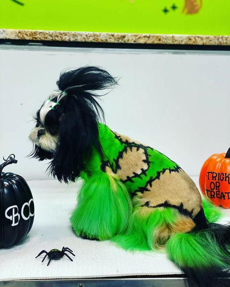 Dog Halloween Hair Dye, Halloween Creative Grooming, Christmas Creative Grooming, Dog Dye Ideas, Halloween Hair Dye, Dog Hair Dye, Pet Grooming Business, Dog Dye, Poodle Hair