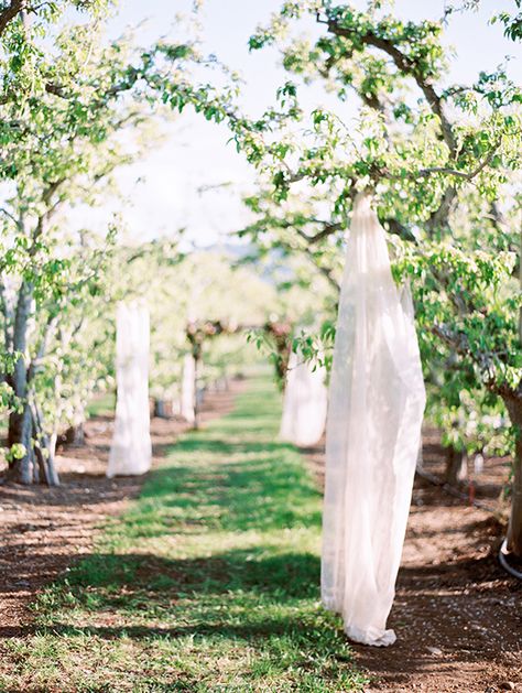 Orchard Wedding Ideas, Backyard Wedding Tree Arch, Wedding Orchard, Apple Orchard Wedding Ceremony, Wedding In Orchard, Pear Orchard Aesthetic, Orchard Wedding Ceremony, Almond Orchard, Apple Orchard Wedding