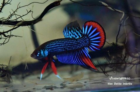 Betta imbellis thailand Betta Imbellis, Betta Aquarium, Beta Fish, Cool Fish, Fish For Sale, Aquatic Animals, Phish, Fishing Life, Freshwater Aquarium