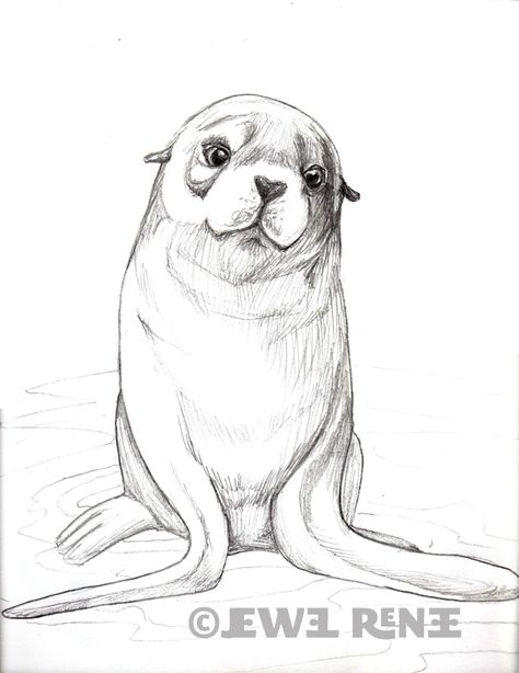 Love all the animals, not just the cute ones! Sea Lion Art, Animal Drawing Ideas, Realistic Animal Drawings, Fur Seal, Pencil Drawings Of Animals, Animal Drawings Sketches, Animal Drawing, Arte Inspo, Animal Sketches