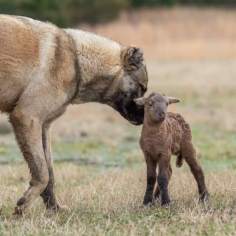 Working Dog (ARMENIAN GAMPR) From @redbrookeranch 🇺🇸 🐶 Kaj Masis 1 years Old . #gampr #volkodav #armeniangampr #cao #armenianwolfhound #armenia #wolfhound #kv #alabay #armeniangamprdog #bigdog #alabai #kangal #tobet #dogsofinstagram #volkodavstore #lgd #armenian #dogs #aziat #armenianwolfhounddog #dog #centralasianshepherd #gamprdog #molosser #livestockguardian #nagornokarabakh #aboriginaldog #rarebreed Working Dogs Farm, Romanian Shepherd Dog, Sheep Dogs Working, Croatian Sheepdog, Mountain Caucasian Dog, Armenian Gampr Dog, Wolfhound Dog, Types Of Dogs Breeds, Livestock Guardian