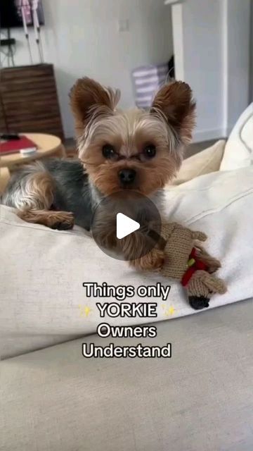 Yorkies Gram on Instagram: "❣️😁 @zillatheyorkie  ➖ Follow 👉@yorkies.gram  Follow 👉@yorkies.gram  Follow 👉@yorkies.gram -------------------------------------------------------------- Credit ➡️ @zillatheyorkie  -------------------------------------------------------------- (Dm for credit or removal / All rights® are reserved & belong to their respective owners) ➖  Follow and tag us for chance to be featured! ➖ Tag your friends who need to see this❗ ➖ . . . . . . . #yorkie #yorkshireterrier #yorkiesofinstagram #yorkielove #ヨーキー #yorkshire #yorkies #yorkielife #ヨークシャーテリア #yorkiegram #ヨークシャテリア #yorkiegram101 #morkie #proudyorkies_feature #yorkiesofficial #yorkiestagram #instayorkie #maltese #morkiesofinstagram #йорк #terrier #yorkiesofig #ilovemyyorkie #yorkieoftheday #yorkiepuppy #요키 #smal Yorkie Moms, Yorkie Terrier, Yorkie Lovers, Teacup Yorkie, Make My Day, Am I Cute, Dog Supplements, Dog Valentines, Teacup Puppies