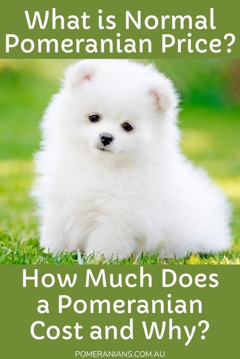 There’s a huge variation in the cost of Pomeranian puppies and the actual Pomeranian price is dependent on many variables. Pomeranian dog price could be as little as $500 and higher pricing of around $5,000. Elements Influencing Pomeranian Prices When considering the cost of any quality purebred dog, there are numerous factors involved. #DOCHLAGGIE #POMERANIAN Pomerian Dog Pomeranian Puppy, Pomeranian Facts, White Pomeranian Puppies, Baby Pomeranian, Pomeranian Puppy Teacup, Smartest Dog Breeds, White Pomeranian, Pomeranian Puppy For Sale, Pom Dog