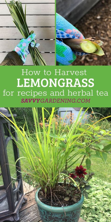 Harvesting Lemongrass For Tea, What To Do With Lemongrass Leaves, How To Harvest Lemon Grass Plant, Lemon Grass Harvesting, How To Dry Lemongrass Leaves, How To Harvest Lemongrass Plant, Fresh Lemongrass Uses, How To Use Lemongrass Plant, Lemon Grass Uses