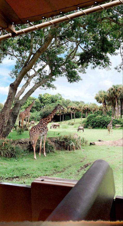 animal kingdom safari🦒 Disney Animal Kingdom Aesthetic, Animal Kingdom Mickey Ears, Animal Kingdom Photo Ideas, Animal Kingdom Aesthetic, Animal Kingdom Restaurants, Disney World Countdown, Animal Kingdom Rides, Disney Core, Kingdom Aesthetic