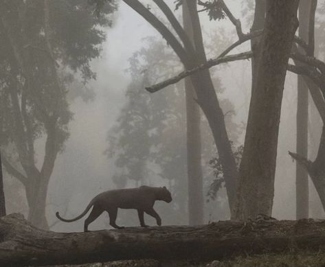 Jaguar Leopard, Panther Cat, Director Of Photography, Dark Nature Aesthetic, Nat Geo, Cat Aesthetic, Animal Wallpaper, Jungle Animals, Nature Aesthetic