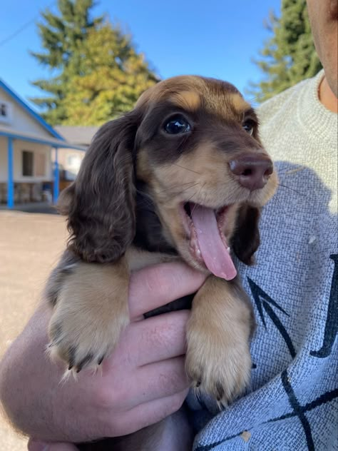 Mini | LongHair | Dachshund | Puppy | Dog | Weiner Dog | Dachshund | Doxie Daucshund Puppy, Brown Dashound, Mini Duchound, Mini Daushaund, Fluffy Wiener Dog, Mini Longhaired Dachshund, Mini Dachshund Full Grown, Fluffy Weiner Dog, Dauschaund Puppy