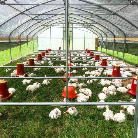 Rabbits House, Poultry Business, Pastured Poultry, Mobile Chicken Coop, Poultry Equipment, Backyard Chicken Coop Plans, Chicken Tractors, Chicken Feeders, Chicken Bird