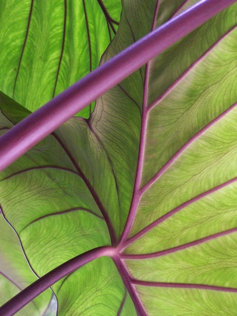 . Green Purple Interior, Kitchens Green, Library Green, Green Library, Green Kitchens, Foto Macro, Room Green, Green Inspiration, Wallpaper Green