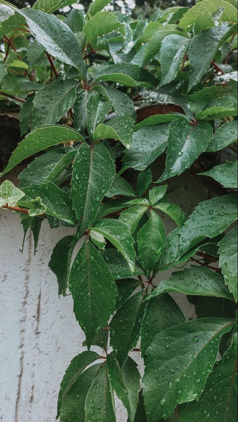 Rainy Nature Photos, Rainy Flowers Aesthetic, Raining Day Aesthetic, Rain Aesthetic Rainy Days Photography, Rain Drops Aesthetic, Rainy Day Aesthetic Instagram Story, Rain Drops On Flowers, Rain Day Aesthetic, After Rain Aesthetic