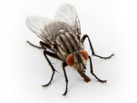 Unaddressed fly problems can result in hygiene & infestation issues. Pestkil executes a fly management programme to locate & destroy breeding sites. Consult today! #FlyControl #CaymanPestSolutions #Pestkill Cayman Brac, Fly Control, Pest Control Services, Pest Control, Home Business, Animals