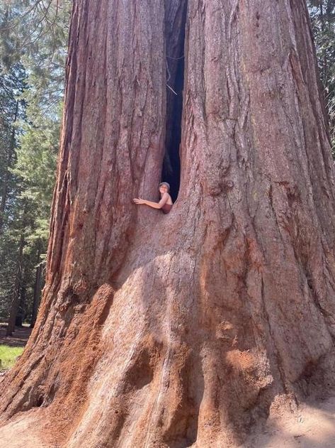 Monument Park, Giant Sequoia, Coastal Redwood, Weird Trees, Ancient Trees, Big Trees, Sequoia Tree, House Tree, Woods Forest