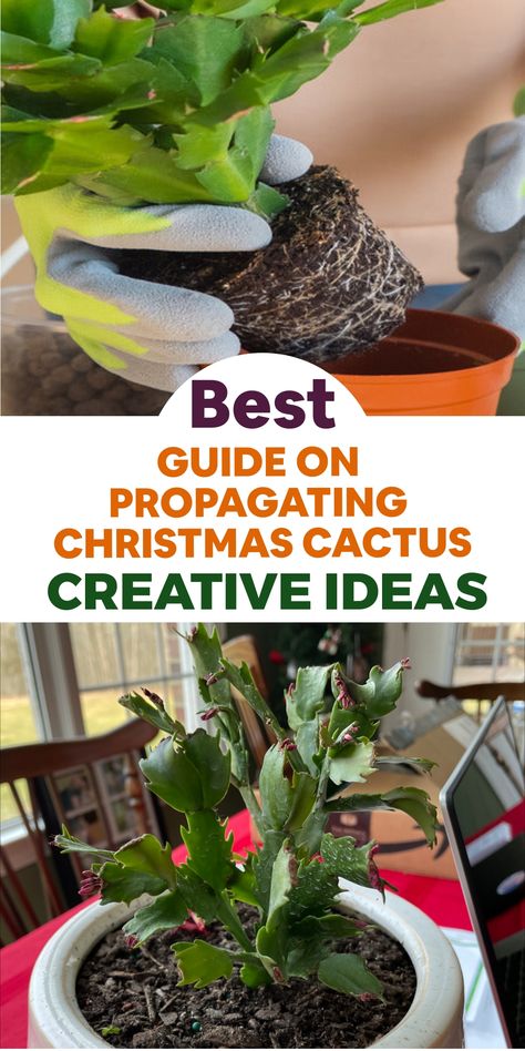 Delve into the art of propagating Christmas cacti and witness your indoor oasis flourish with unique charm. Our comprehensive manual provides a thorough breakdown of the propagation journey, guaranteeing that your cuttings transform into robust, thriving plants. Prepare to propagate with confidence and revel in the spectacular outcomes! Propagating Christmas Cactus, Christmas Cactus Propagation, Christmas Cactus Plant, Indoor Oasis, Christmas Plants, Hummingbird Garden, Aloe Vera Plant, Christmas Cactus, Diy Garden Projects