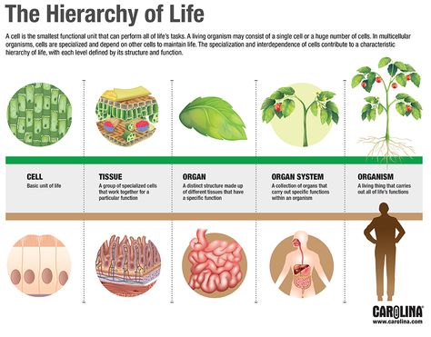 The Hierarchy of Life Levels Of Organization Biology, Animal Cell Anatomy, Biology Interactive Notebook, Levels Of Organization, Biology Jokes, Anaerobic Respiration, Plant And Animal Cells, Plant Activities, 7th Grade Science