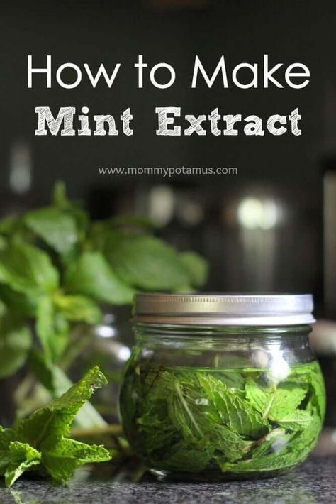 Spearmint Tincture Diy, Mommypotamus Recipes, Mint Extract Recipe, Chocolate Mint Recipes, Chocolate Pudding Ice Cream, Chocolate Mint Plant, Homemade Extracts, Pot Brownies, Diy Extracts