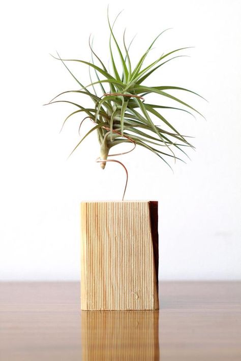 Wood Plant Stands, Terrarium Craft, Tillandsia Terrarium, Plant Stand Wood, Zen Office, Modern Terrarium, Terrarium Supplies, Air Plants Care, Tillandsia Air Plant