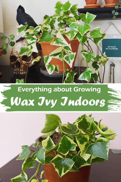 How To Grow Ivy Indoors, Indoor Ivy, Common Ivy, The Constant Gardener, Plants Care, Ivy Plants, English Ivy, Trellis Plants, Indoor Plant Care