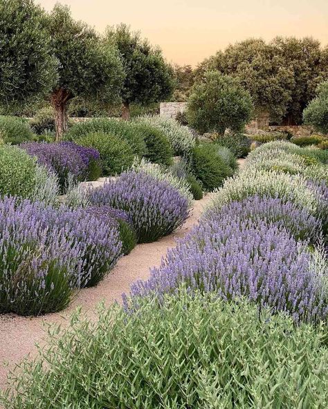 Mediterranean Landscape Design, Greek Garden, Mediterranean Garden Design, Minnesota Landscaping, Mediterranean Landscaping, California Garden, Dry Garden, Lavender Garden, Modern Landscape