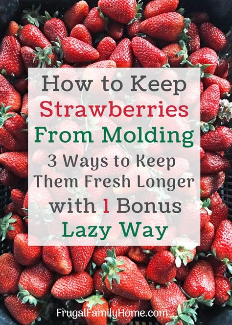 How to keep your strawberries fresh longer, These 3 easy ways can keeps your strawberries fresh twice as long. Plus a bonus lazy way to keep them fresh in the refrigerator longer. #keepstrawberriesfresh #storingfreshstrawberries Keep Strawberries Fresh, Store Strawberries, How To Store Strawberries, Storing Fruit, Storing Vegetables, Fruit And Vegetable Storage, Vegetable Storage, Fruit Storage, Food Info