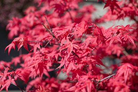 Acer palmatum 'Fireglow' (Japanese Maple) Plants For Sun, Coral Bark Maple, Accent Plants, Flowering Cherry Tree, Fragrant Garden, Japanese Maples, Japanese Maple Tree, Planting Shrubs, Acer Palmatum