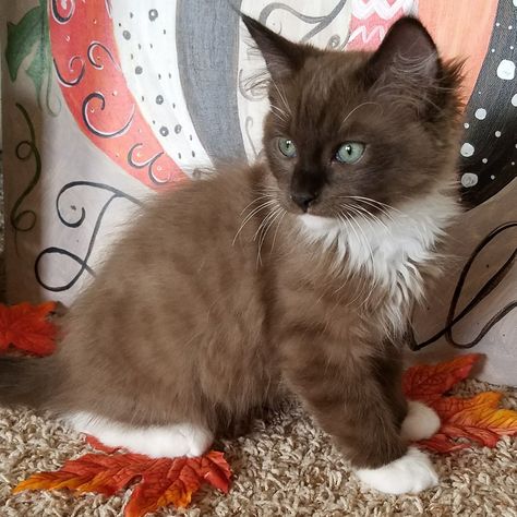 Chocolate Ragdoll kitten named Baby Boy Blue Chocolate Ragdoll, Cats Tips, Ragdoll Kittens, Kitten Names, Birman Cat, Ragdoll Cats, Adorable Kittens, Ragdoll Kitten, Puppies And Kitties