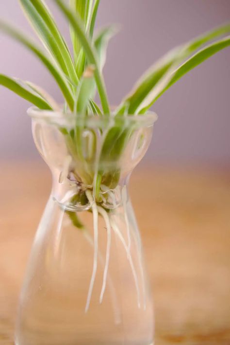 Spider Plant In Water Vase, Water Plants Indoor, Plants Grown In Water, Lush Plants, Home Decor Green, Tall Glass Vase, Indoor Water Garden, Arrowhead Plant, Spider Plant