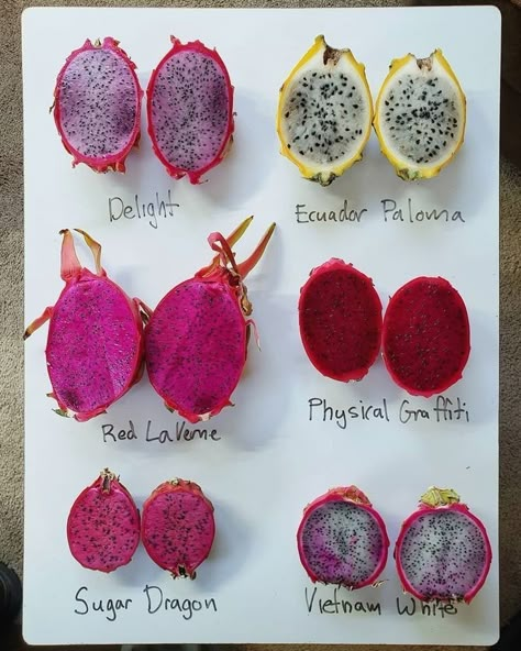 Dragonfruit Benefits, Dragon Fruit Types, Dragonfruit Aesthetic, Dragonfruit Plant, Dragon Fruit Aesthetic, Dragonfruit Dragon, Dragonfruit Recipes, Como Plantar Pitaya, Rare Fruits