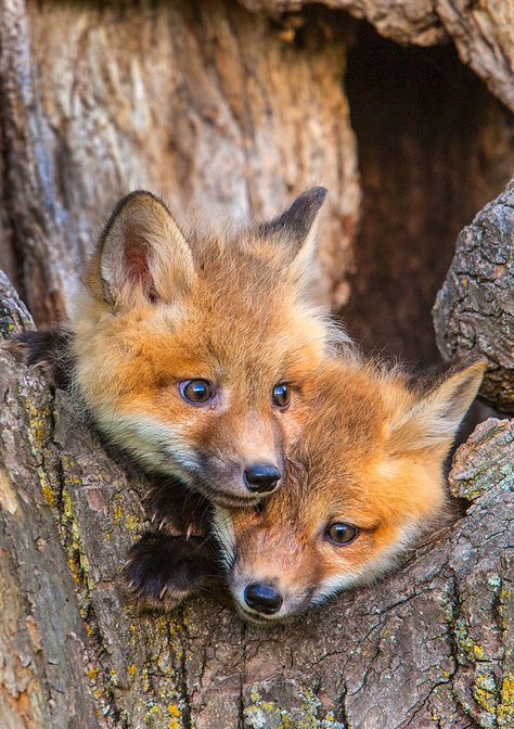 Fuchs Baby, Baby Foxes, Wild Animals Photography, Cute Foxes, Red Foxes, Fox Pictures, Fox Painting, Animals Friendship, Pet Fox