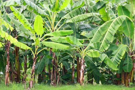 Banana types in Kerala Banana Trees Landscape, Banana Plant Care, Banana Types, How To Grow Bananas, Banana Trees, Tropical Painting, Banana Plants, Bottle Garden, Banana Tree