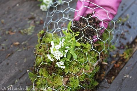 moss lined hanging basket cone shaped Chicken Wire Planters Diy, Moss Hanging Baskets, Moss Projects, Hanging Baskets Diy, Moss Hanging, Painting Pots, Moss Planter, Mosses Basket, Chicken Wire Crafts