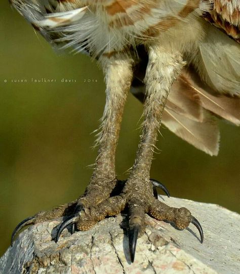 Owl feet Owl Legs, Owl Talons, Owl Man, Animal Claws, Leg Reference, Animal Studies, Cotton Toys, Feet Drawing, Leg Painting