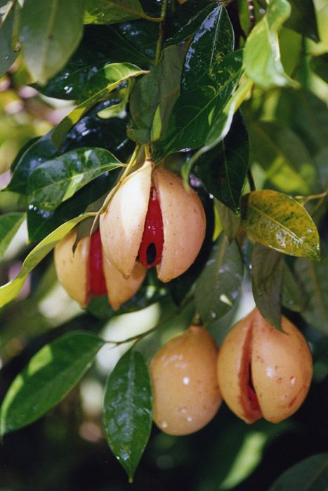 Grenada is commonly referred to as the 'Spice Island' of the Caribbean. It is the worlds 2nd largest producer of processed nutmeg and mace. Benefits Of Nutmeg, Nutmeg Tree, Pineapple Health Benefits, Cinnamon Health Benefits, Myristica Fragrans, Pineapple Benefits, Spice Island, Beautiful Fruits, Exotic Food