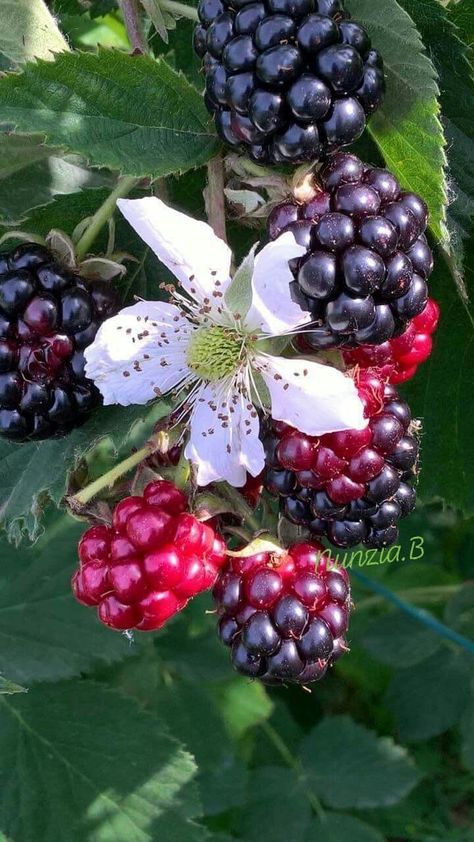 Blackberry Flower, Berries Photography, Cotton Candy Slime, Blackberry Plants, Pressed Flower Crafts, Video Nature, Fruit Photography, Eat Me, Beautiful Fruits