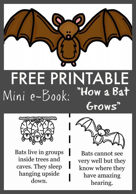 this FREE printables e-book & coloring sheets for kids "How a Bat Grows" is perfect for cave exploring, back to school lessons, and paired with Stellaluna crafts! Bat Pictures For Kids, Bats Toddler Activities, Bat Life Cycle Free, Bat Facts For Kids, Stellaluna Crafts, Bat Lessons, Bat Activities, Science Halloween, Bats Unit